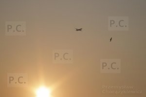 samolot nad Harlow plane over Harlow ptak bird