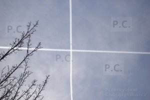 trees contrails drzewa smugi kondensacyjne