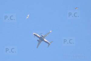 ptak bird samolot aircraft