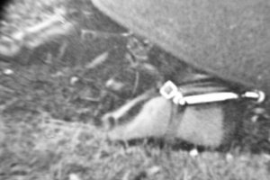 polish army riding boots spurs.JPG