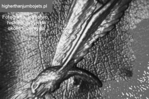 silent-and-unseen polish-para-badge.JPG