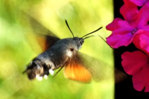 macroglossum-stellatarum-pralkowce.JPG