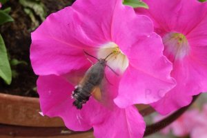 macroglossum-stellatarum-flight-pc.JPG