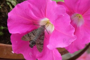 macroglossum-stellatarum-at-rest.JPG