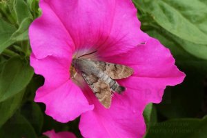 pink-flower-nectar-macroglossum-stellatarum.JPG