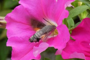 fruczak-golabek-macroglossum-stellatarum-pc.JPG