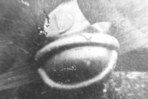 helm-lotniczy-1919.JPG